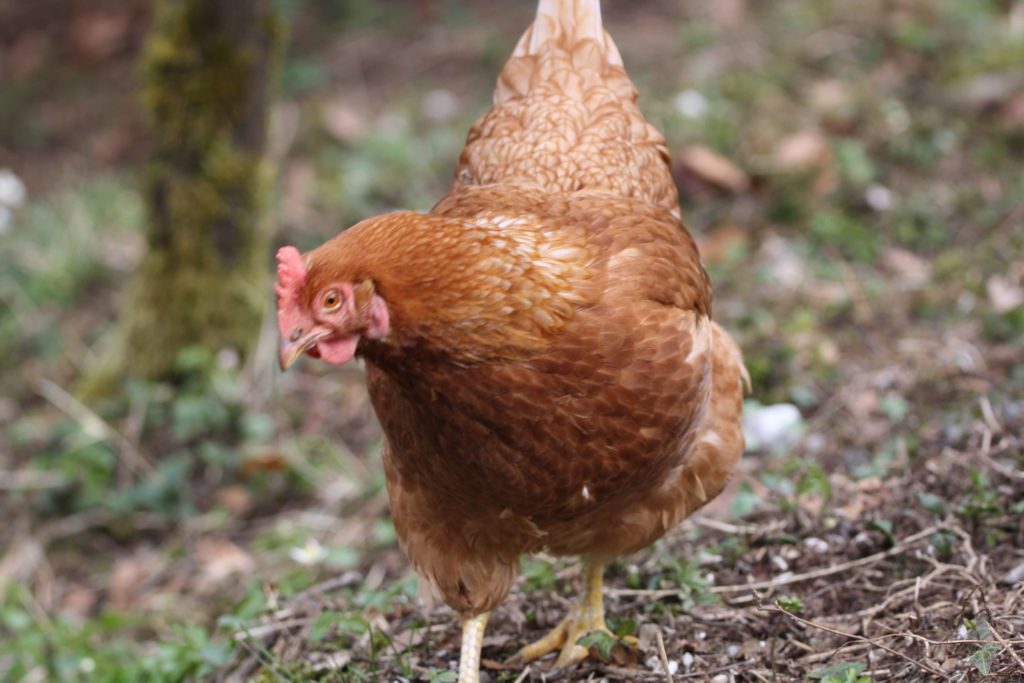 Portrait Kleopatra