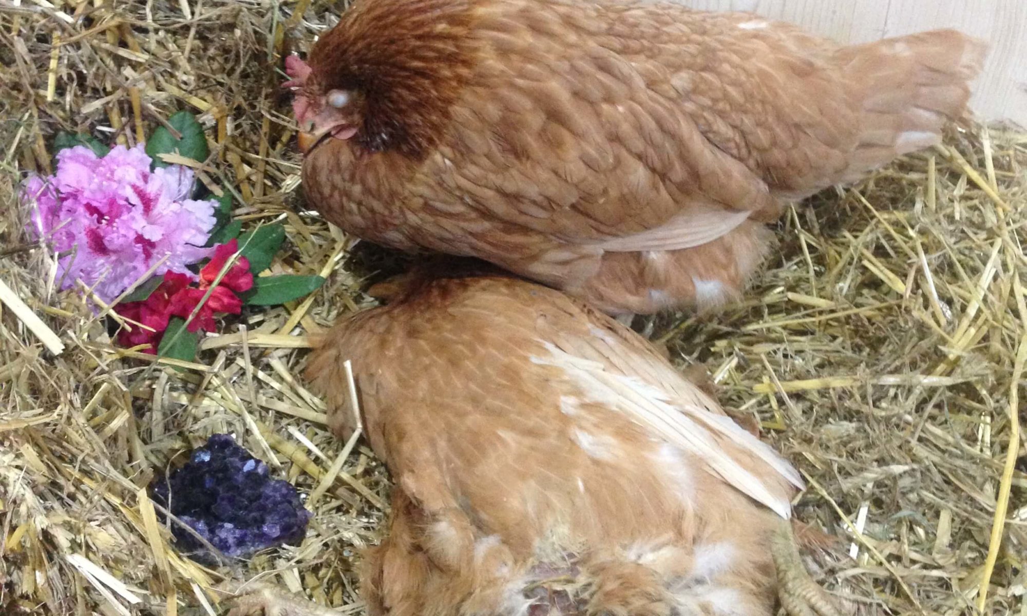 Florinchen und Daisy