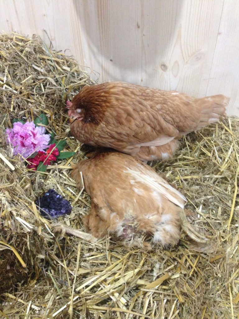 Florinchen und Daisy