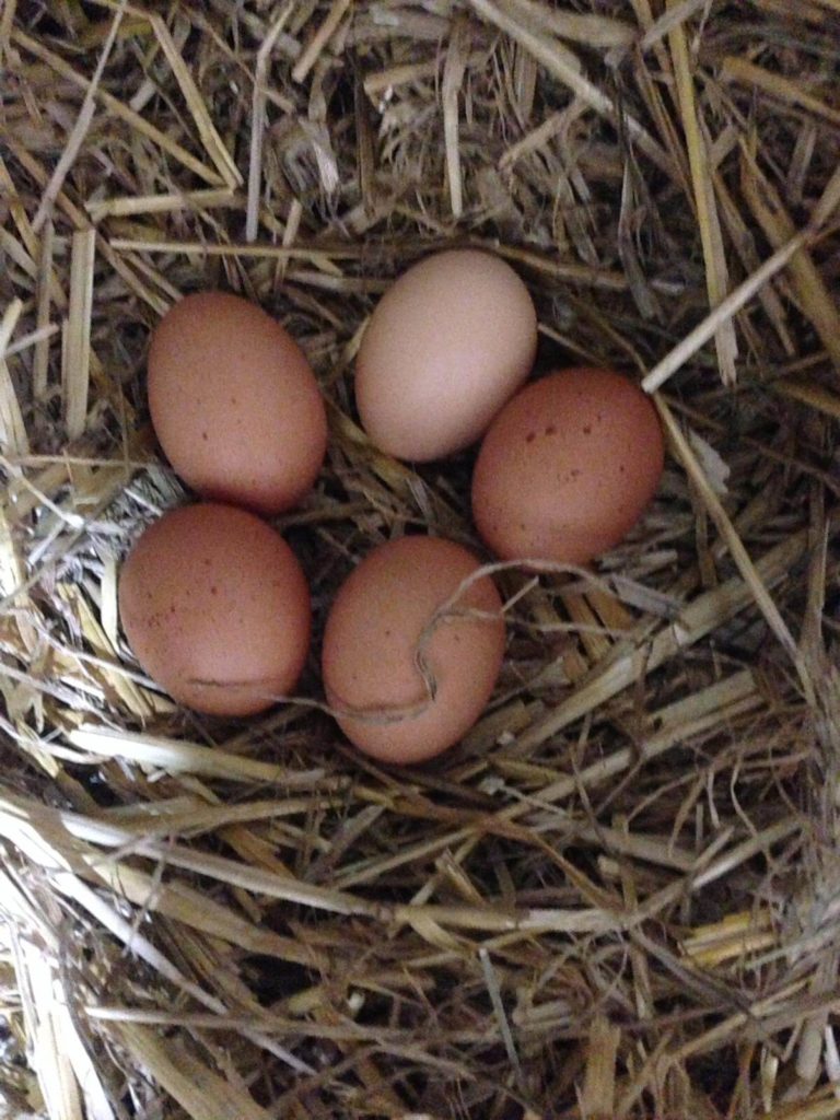 Eier im Nest