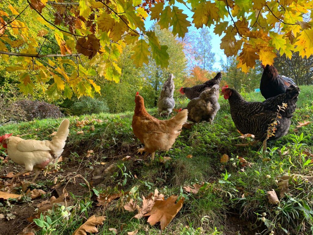 Auslauf Herbst 2020